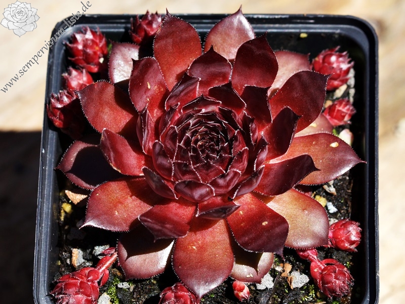 Caracallia