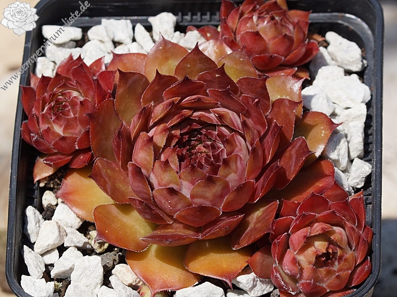 Caracallia