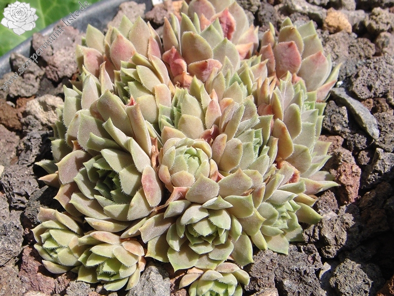 marmoreum ssp. erythraeum