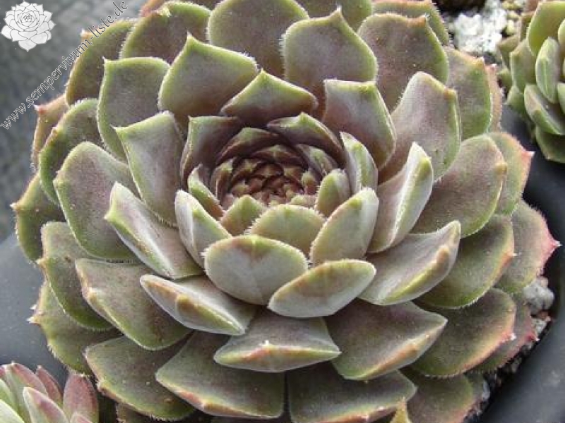 marmoreum ssp. erythraeum from Rilagebirge (Typ PH1354)