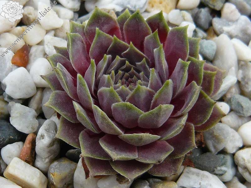marmoreum ssp. erythraeum from Rilagebirge