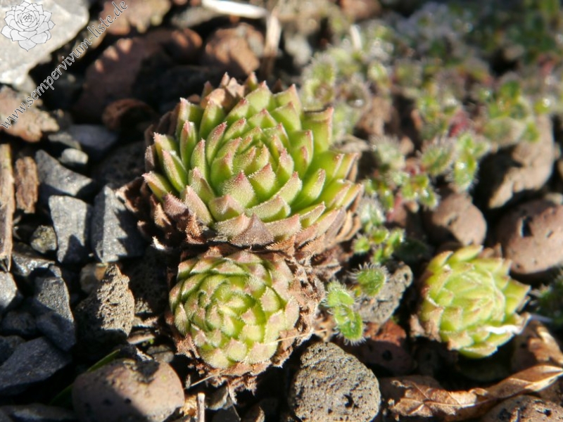 marmoreum ssp. reginae-amaliae (macedonicum)