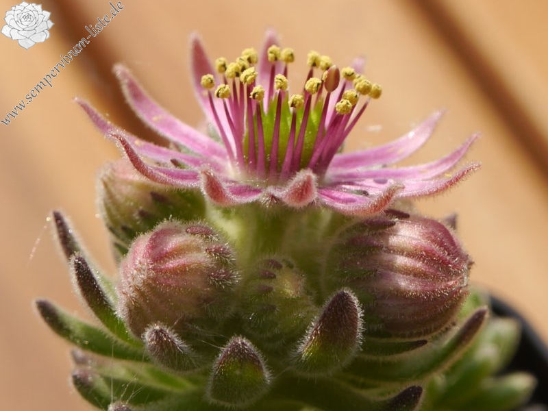 montanum from Pfossental