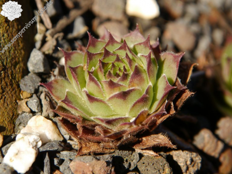 tectorum var. tectorum (erubescens)