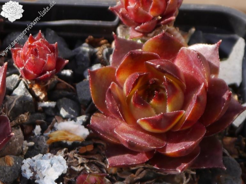 tectorum var. tectorum (rhenanum)