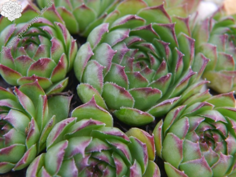 tectorum var. tectorum (affine)