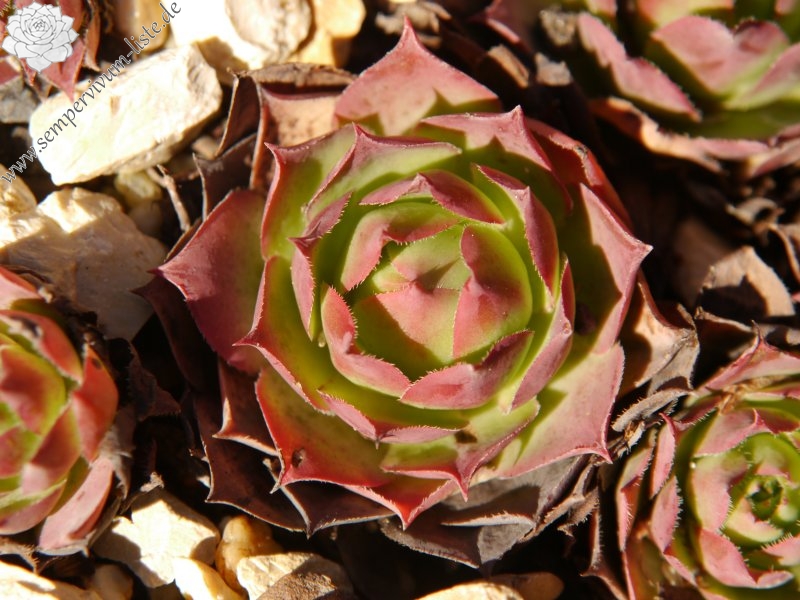 wulfenii from Speiereck