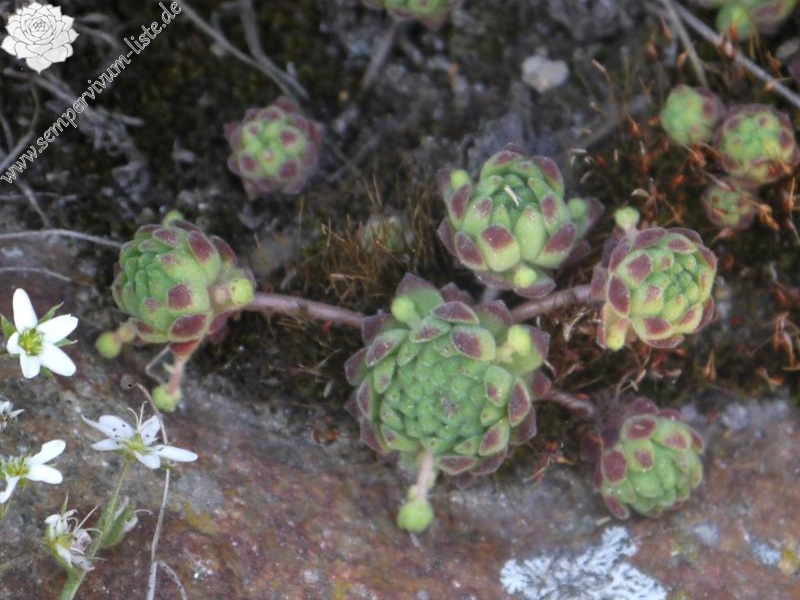 montanum from Timmelsjoch