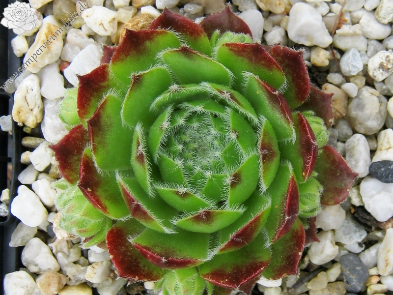 Cassiopeia