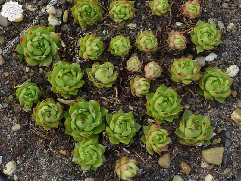 tectorum var. tectorum (acuminatum)