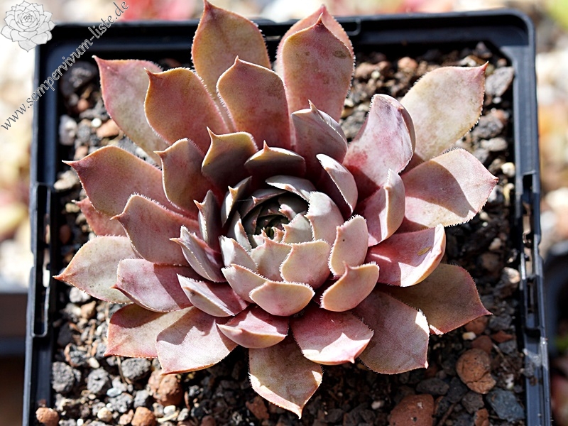 Aemilianus