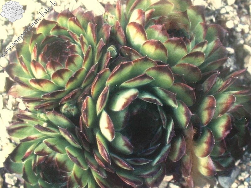 tectorum var. tectorum (affine)