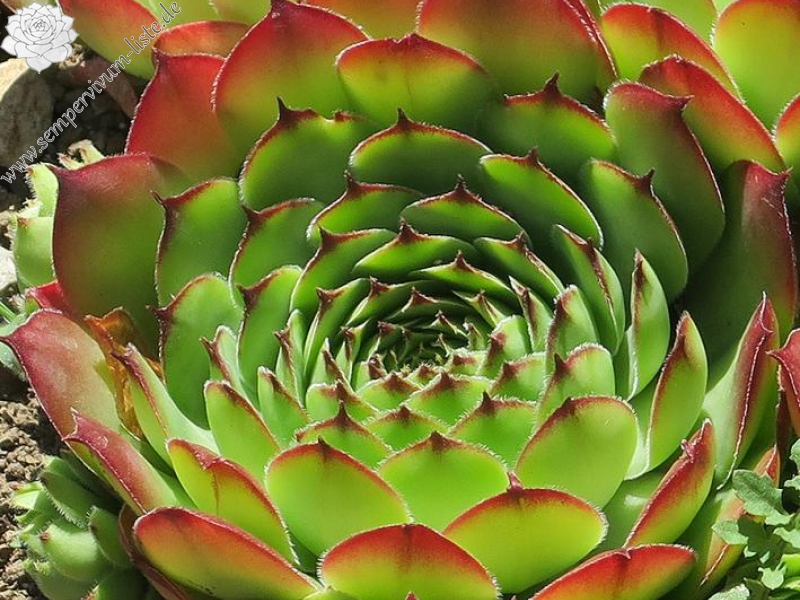 tectorum var. arvernense from Rocher d'Ajoux
