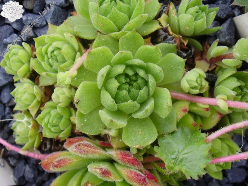 Albiflorum ( II )
