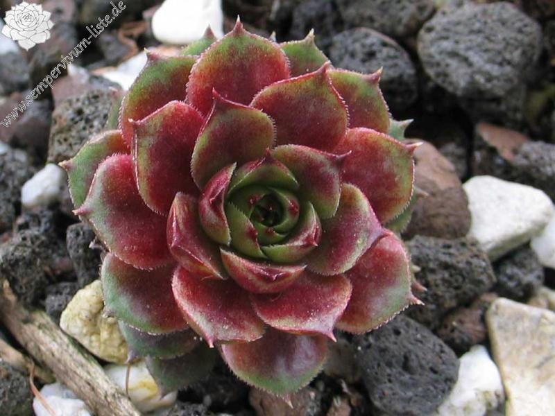 Aloysia