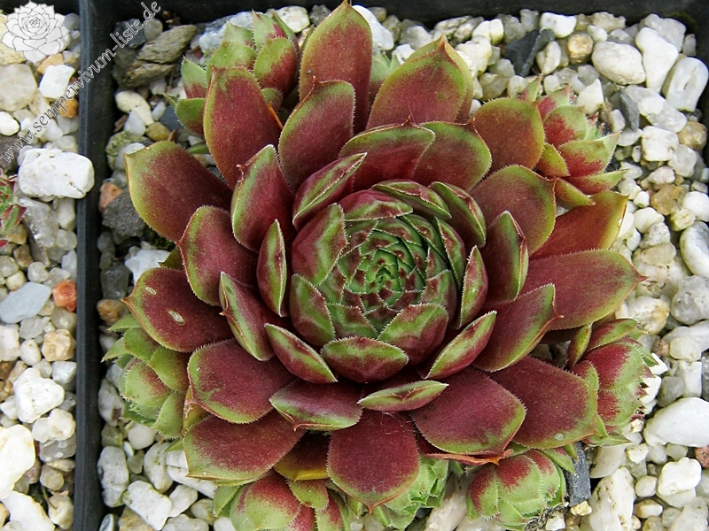 Aloysia
