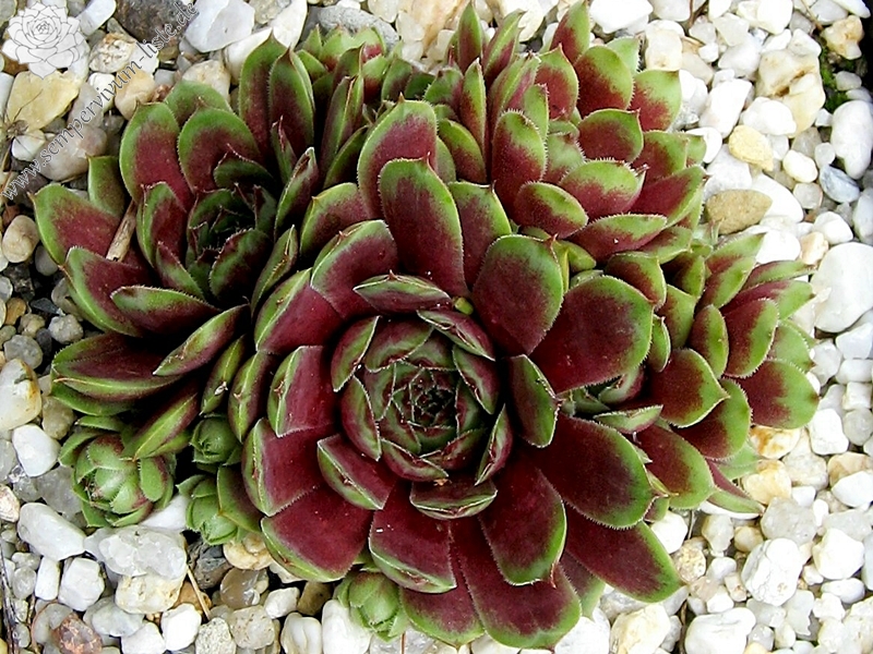 Aloysia
