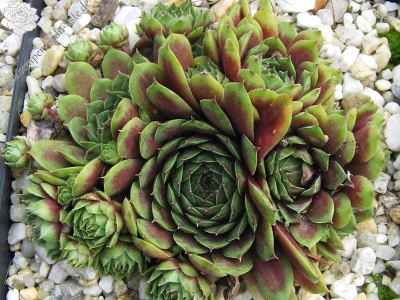 Aloysia