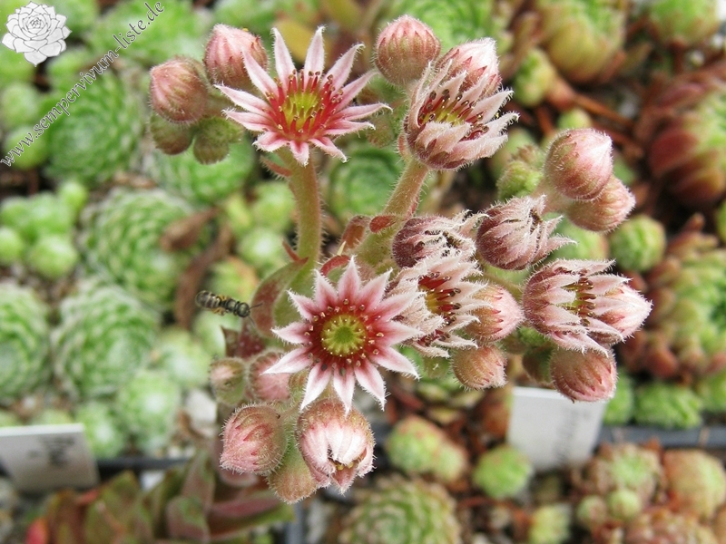 Aloysia