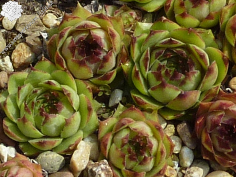 tectorum var. tectorum (alpinum) from Strelapass