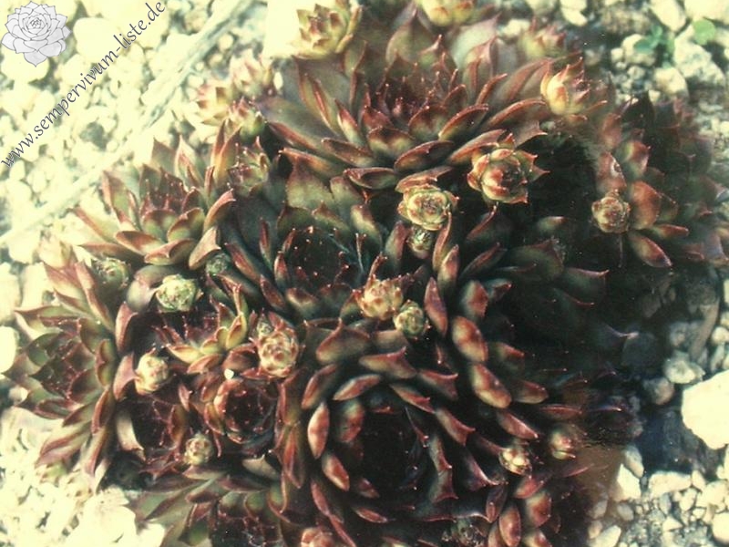 tectorum var. tectorum (alpinum)