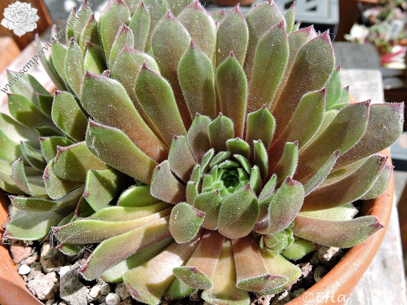 rittersporn saatgut Rittersporn 'Magic Fountains Crystal Mix' Saatgut  Staude