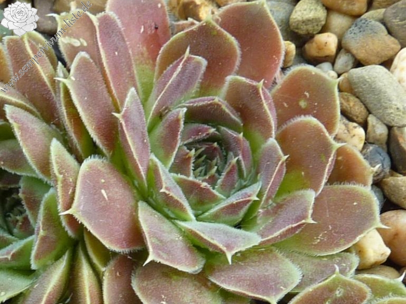 Altair / Jovi ( II )