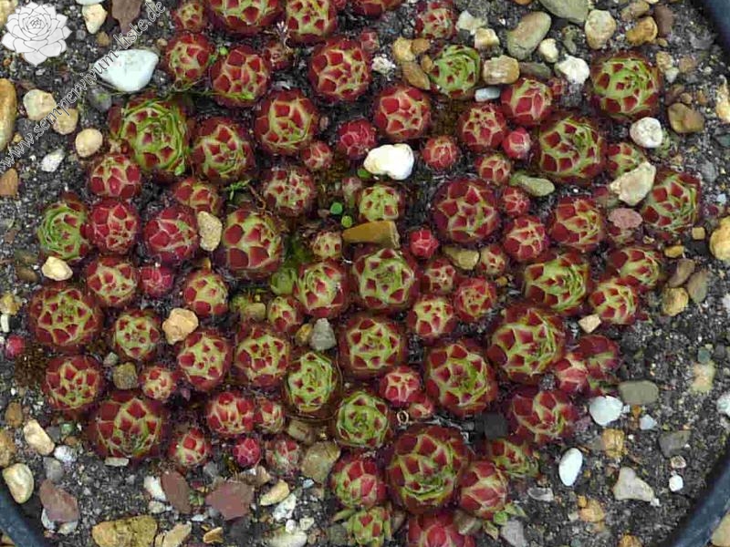 tectorum var. tectorum (ambiguum)