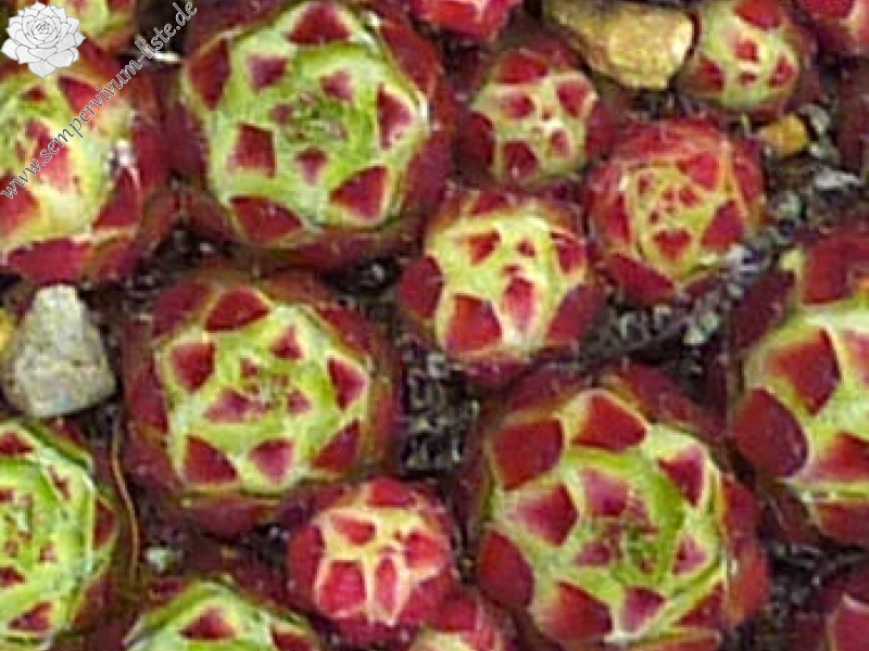 tectorum var. tectorum (ambiguum)