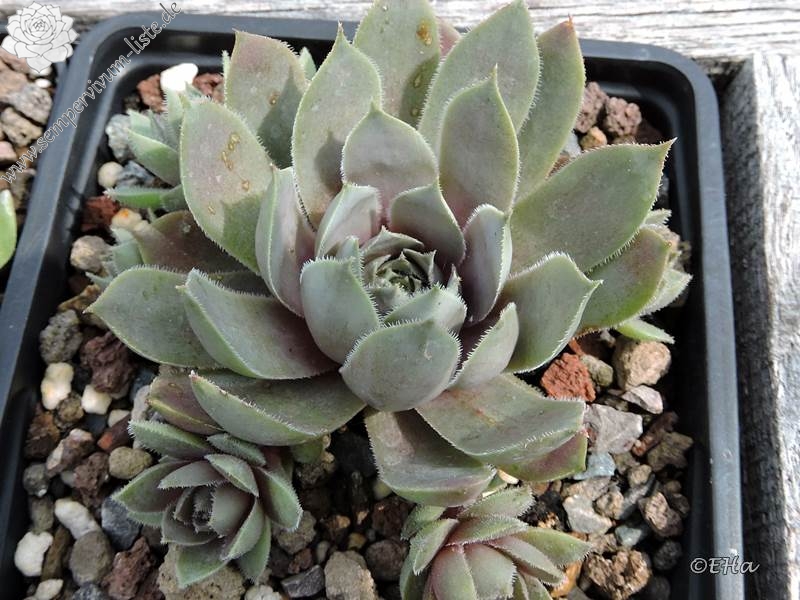 Andinn Grey Eminence