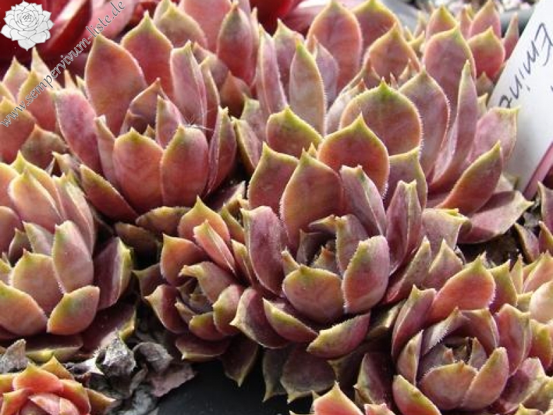 Andinn Grey Eminence | Sempervivum-Liste