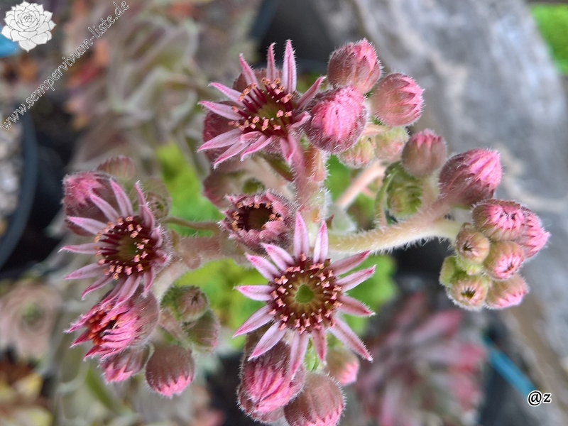 Andinn Grey Eminence | Sempervivum-Liste