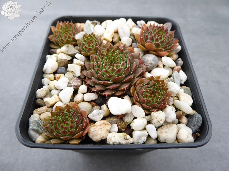 Andinn Secret Passion