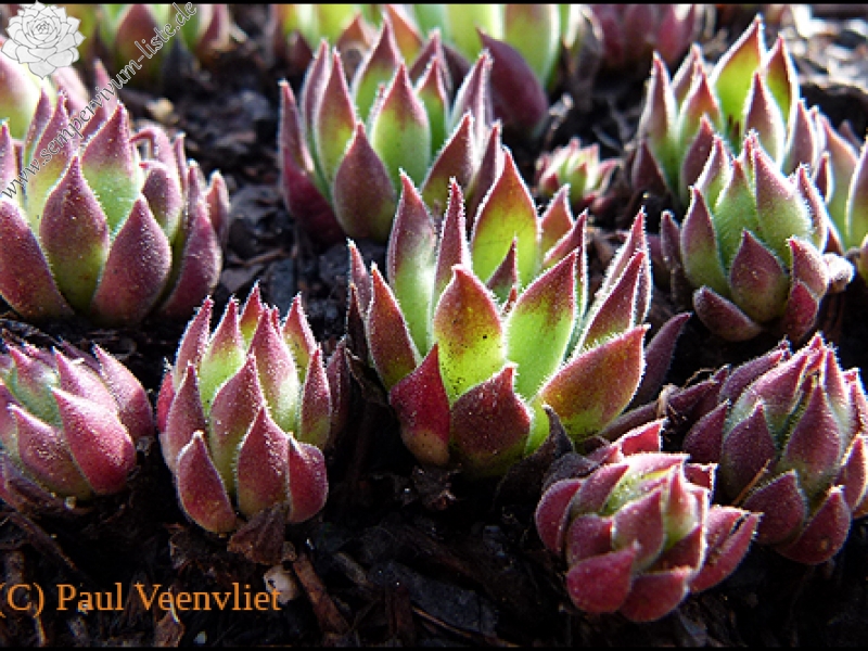 marmoreum ssp. reginae-amaliae (angustissimum)