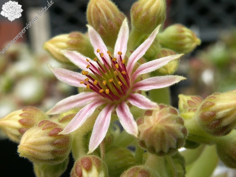 Apple Blossom