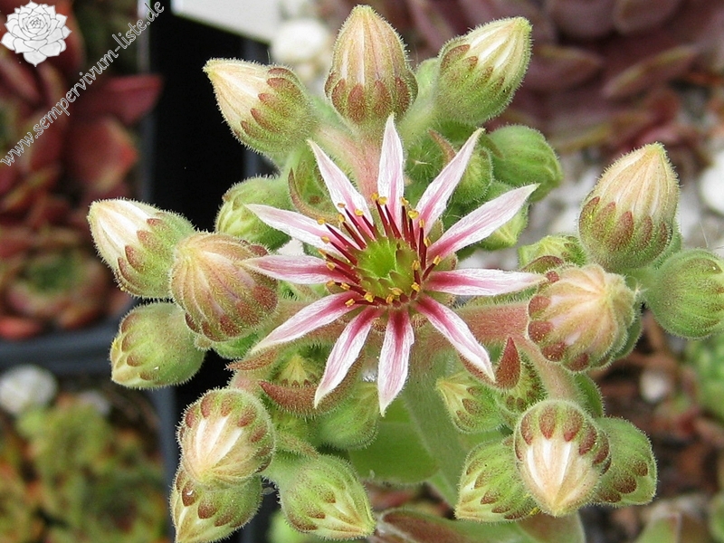 Apple Blossom