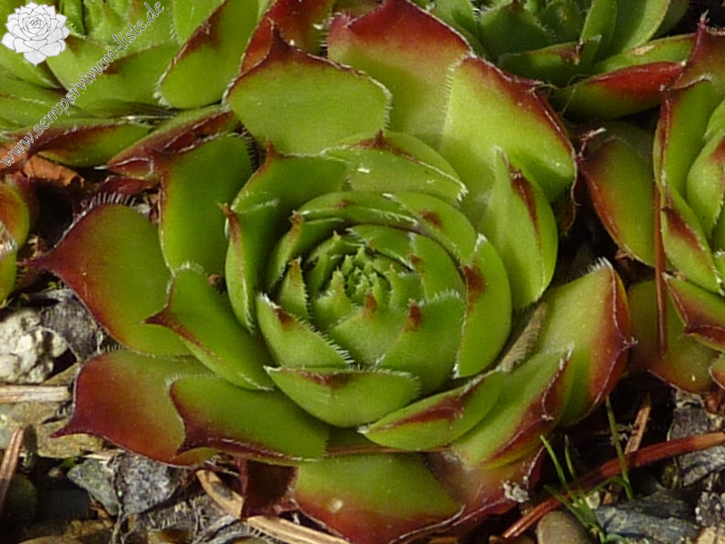 tectorum var. tectorum (aureggii)