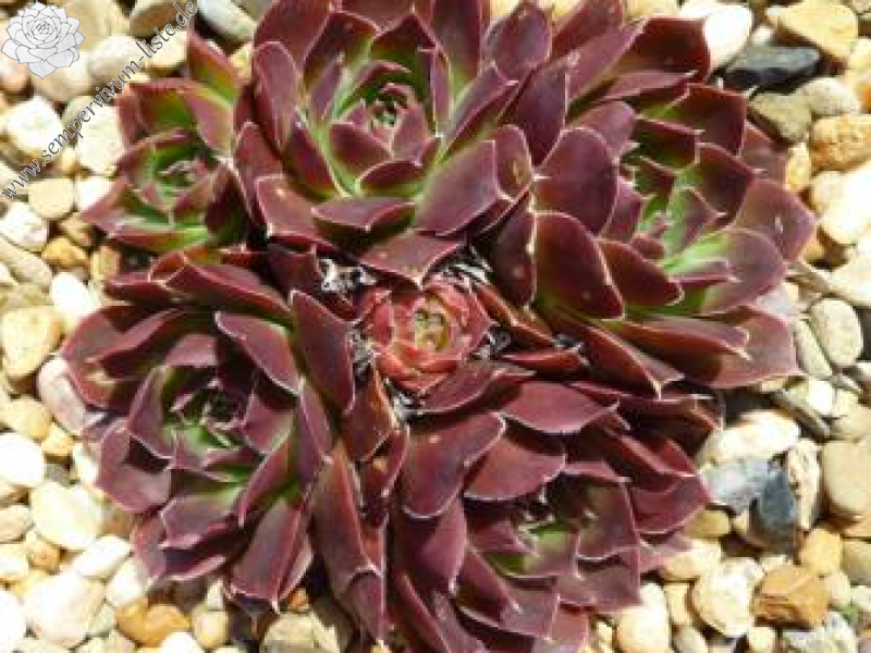 Bat-Ephybelle / Jovi