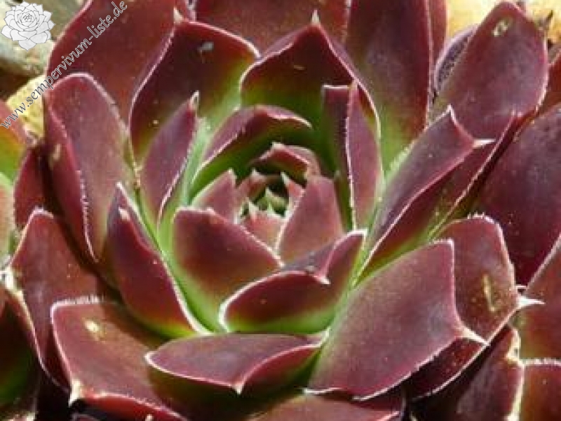 Bat-Ephybelle / Jovi