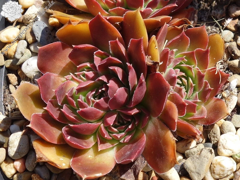 Bat-Ephybelle / Jovi