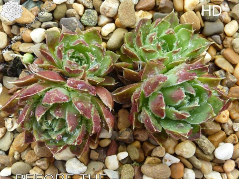 Before the Storm / Jovi