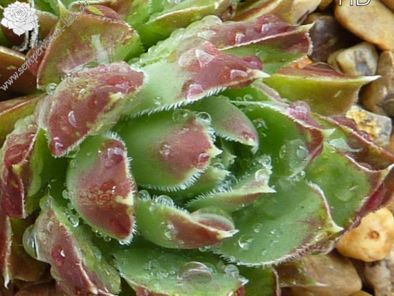 Before the Storm / Jovi