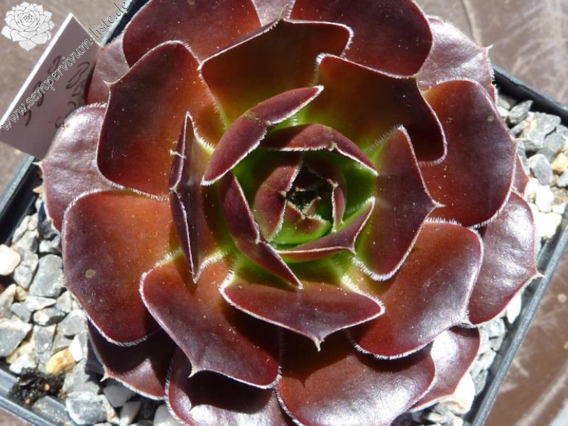 Belle de Crecy / Jovi