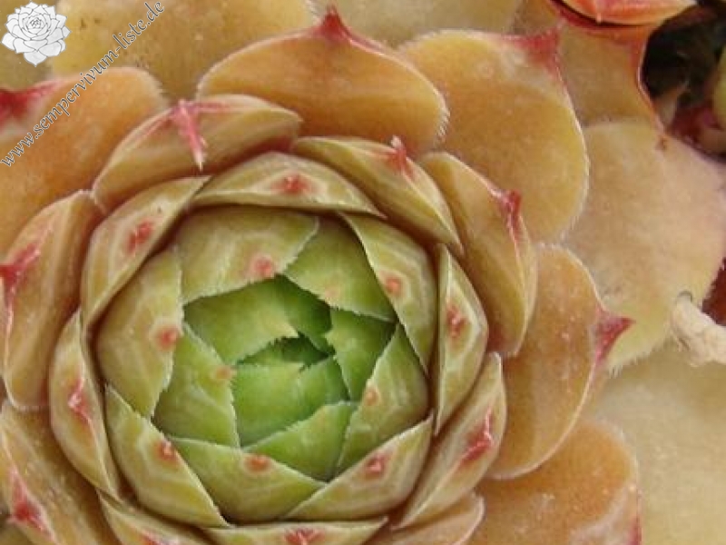 tectorum var. tectorum (boissieri)