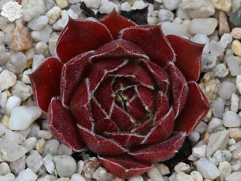 Capucina / Jovi