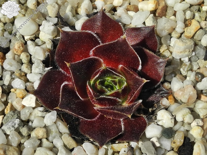 Capucina / Jovi