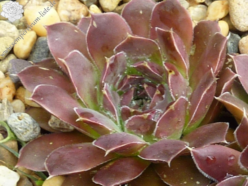 Castle of Mey / Jovi