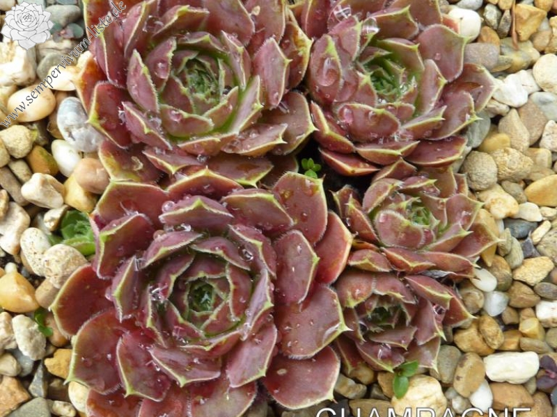 Champagne Cocktail / Jovi