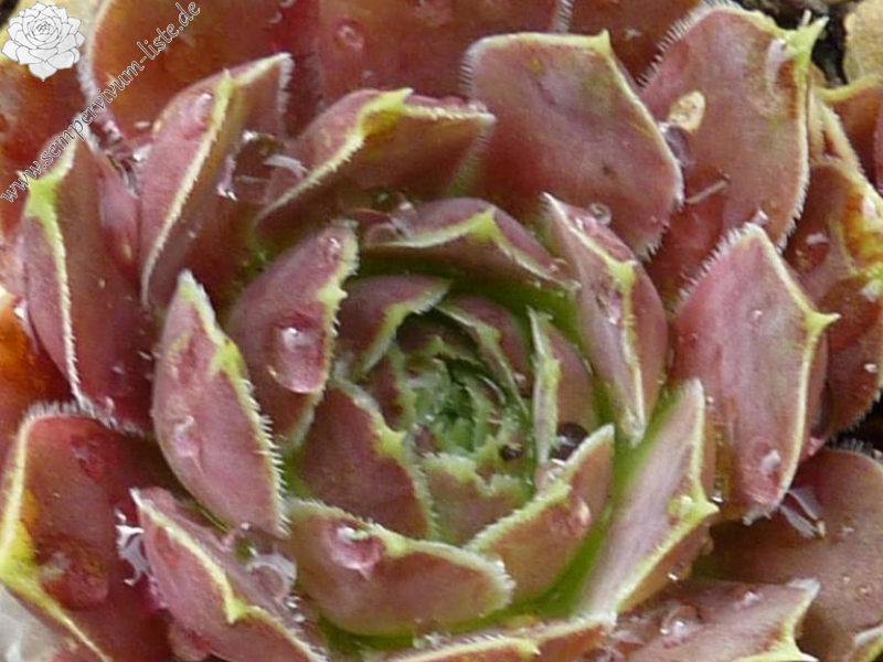 Champagne Cocktail / Jovi