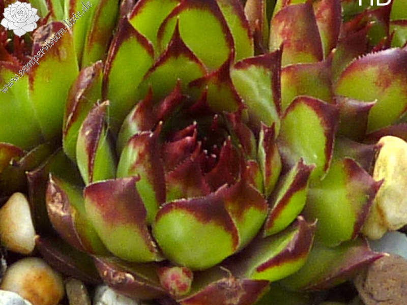 tectorum var. tectorum (clusianum)